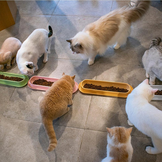 Pet Bowls