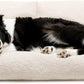 Washable Small Dog Bed