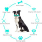 Pet Dog Cleaning