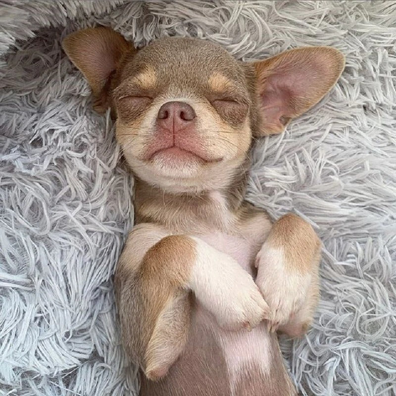 Dog Bed