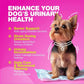 Dog UTI Treatment