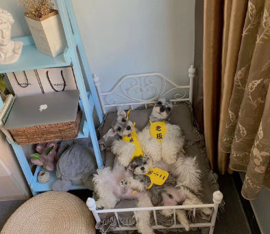 Dog Kennel