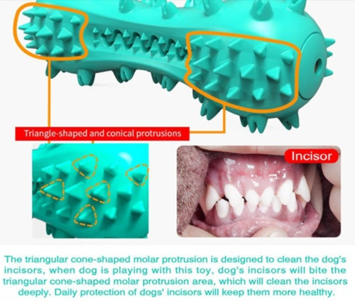 Pet Dog Cleaning