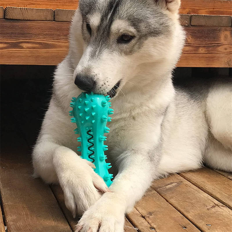 Pet Dog Cleaning