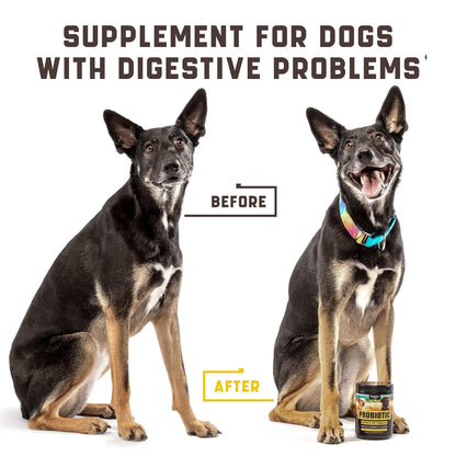 dog probiotics chews