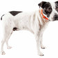Black and white dog wearing FeatherFit Mesh Comfort Collar in orange.