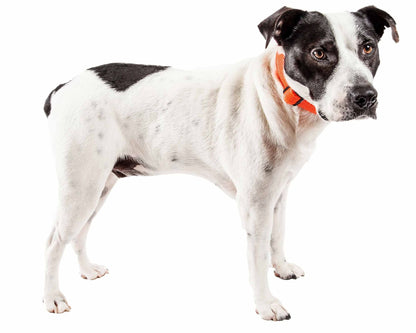 Black and white dog wearing FeatherFit Mesh Comfort Collar in orange.