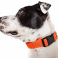Dog wearing FeatherFit Mesh Comfort Collar, lightweight and breathable with quick-release buckle, ideal for daily wear.