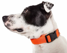 Dog wearing FeatherFit Mesh Comfort Collar, lightweight and breathable with quick-release buckle, ideal for daily wear.