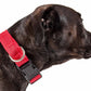 Pet wearing FeatherFit Mesh Comfort Collar in red with adjustable quick-release buckle and breathable mesh design.