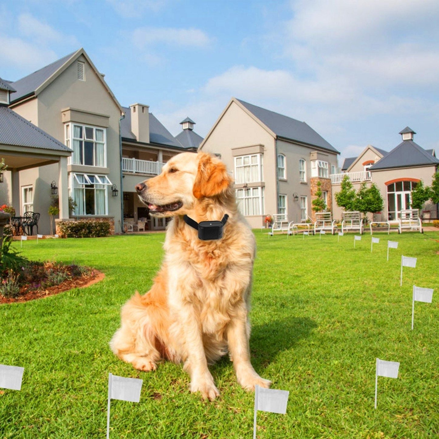 Electric Dog Fence System