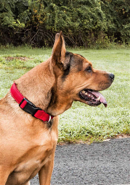 Dog wearing FeatherFit Mesh Comfort Collar, red, breathable and adjustable, with secure buckle closure.