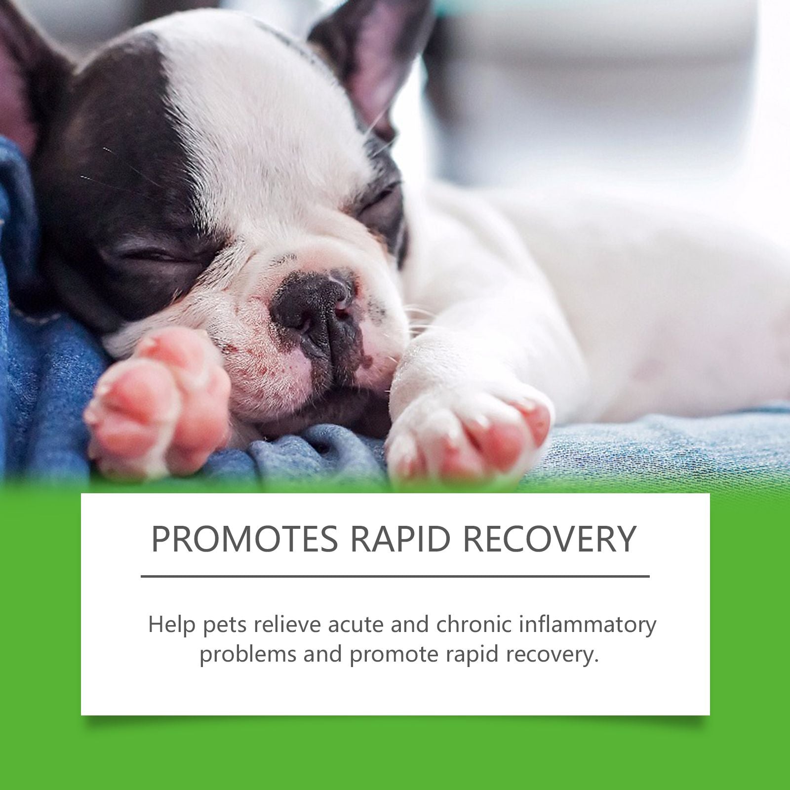 DogHealthSupport