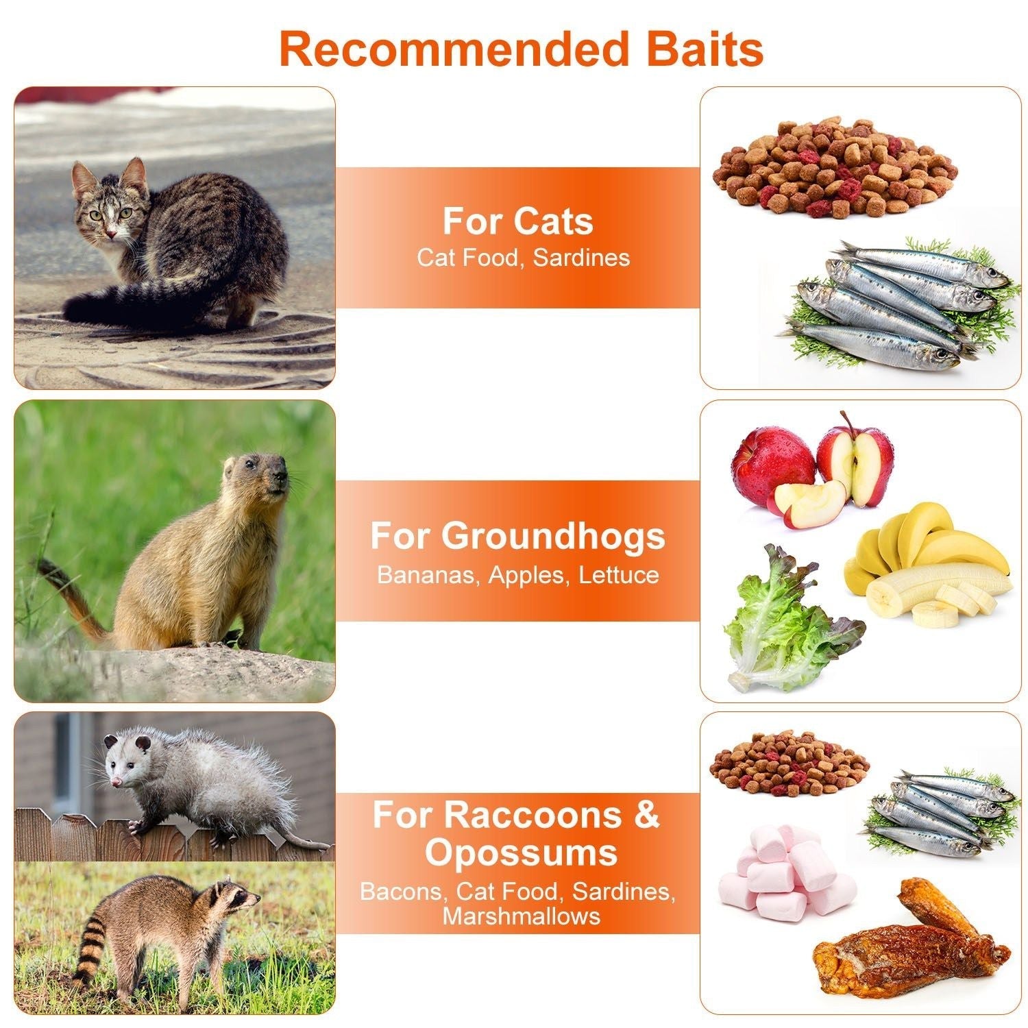 Safe & Effective Trap