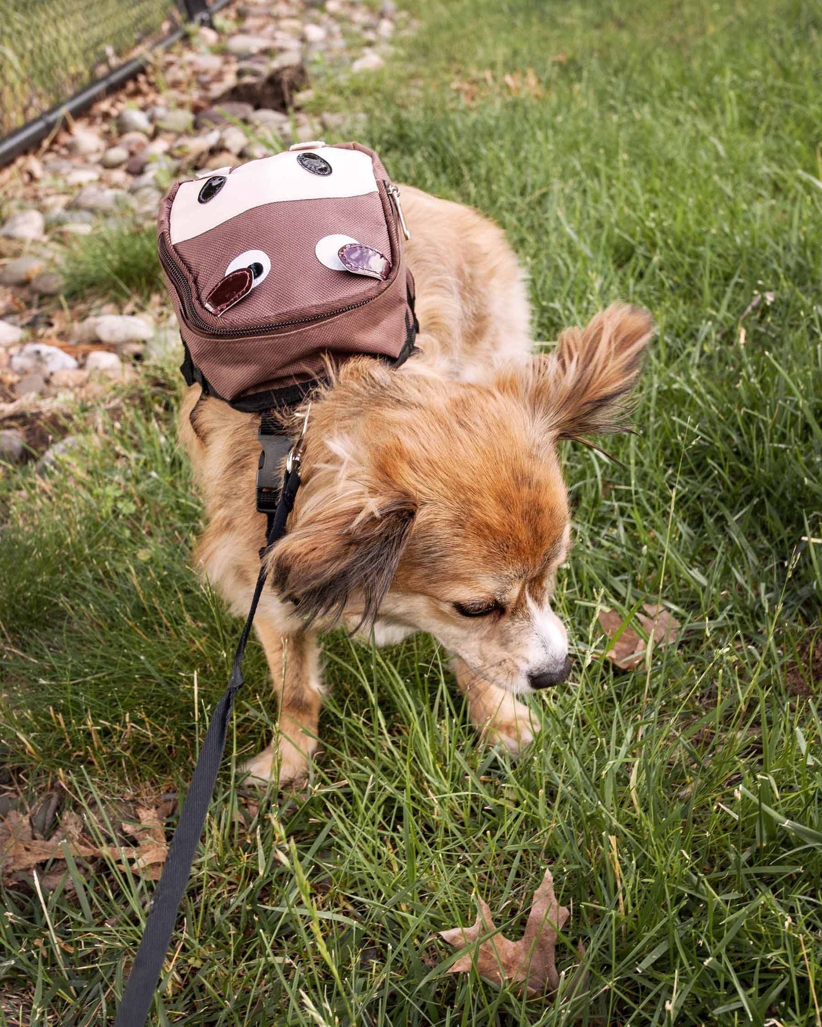  dog pack for hiking