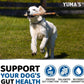 Probiotics for Dogs