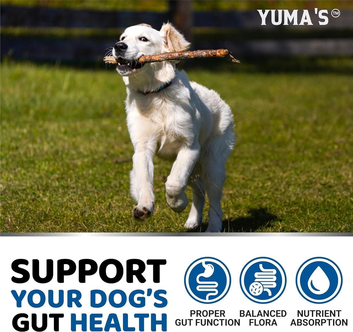 Probiotics for Dogs