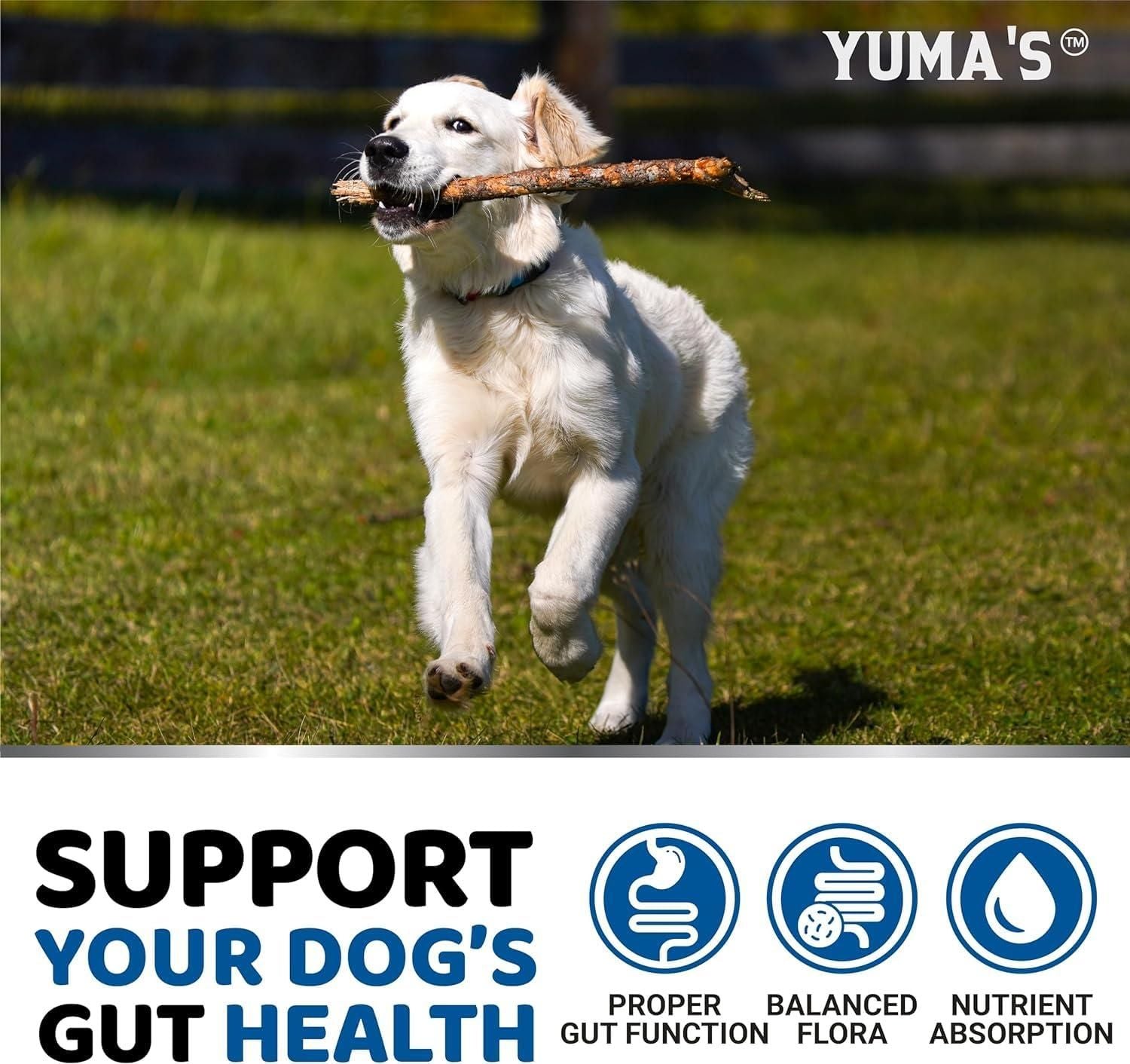 Probiotics for Dogs