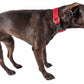 Dog wearing FeatherFit Mesh Comfort Collar with adjustable buckle, featuring breathable Pet Life 'Aero Mesh' for comfort and durability.