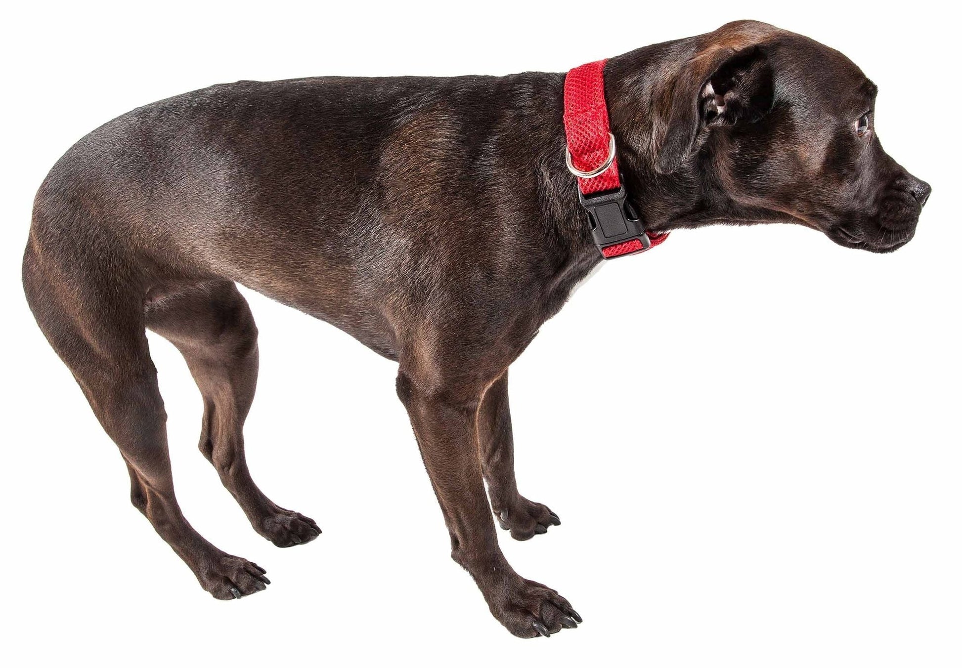 Dog wearing FeatherFit Mesh Comfort Collar with adjustable buckle, featuring breathable Pet Life 'Aero Mesh' for comfort and durability.