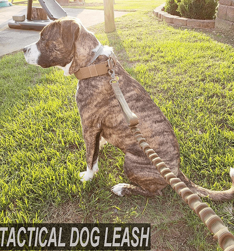 Bungee Dog Leash