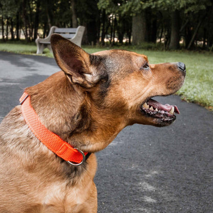 Dog wearing FeatherFit Mesh Comfort Collar in orange on a walk.
