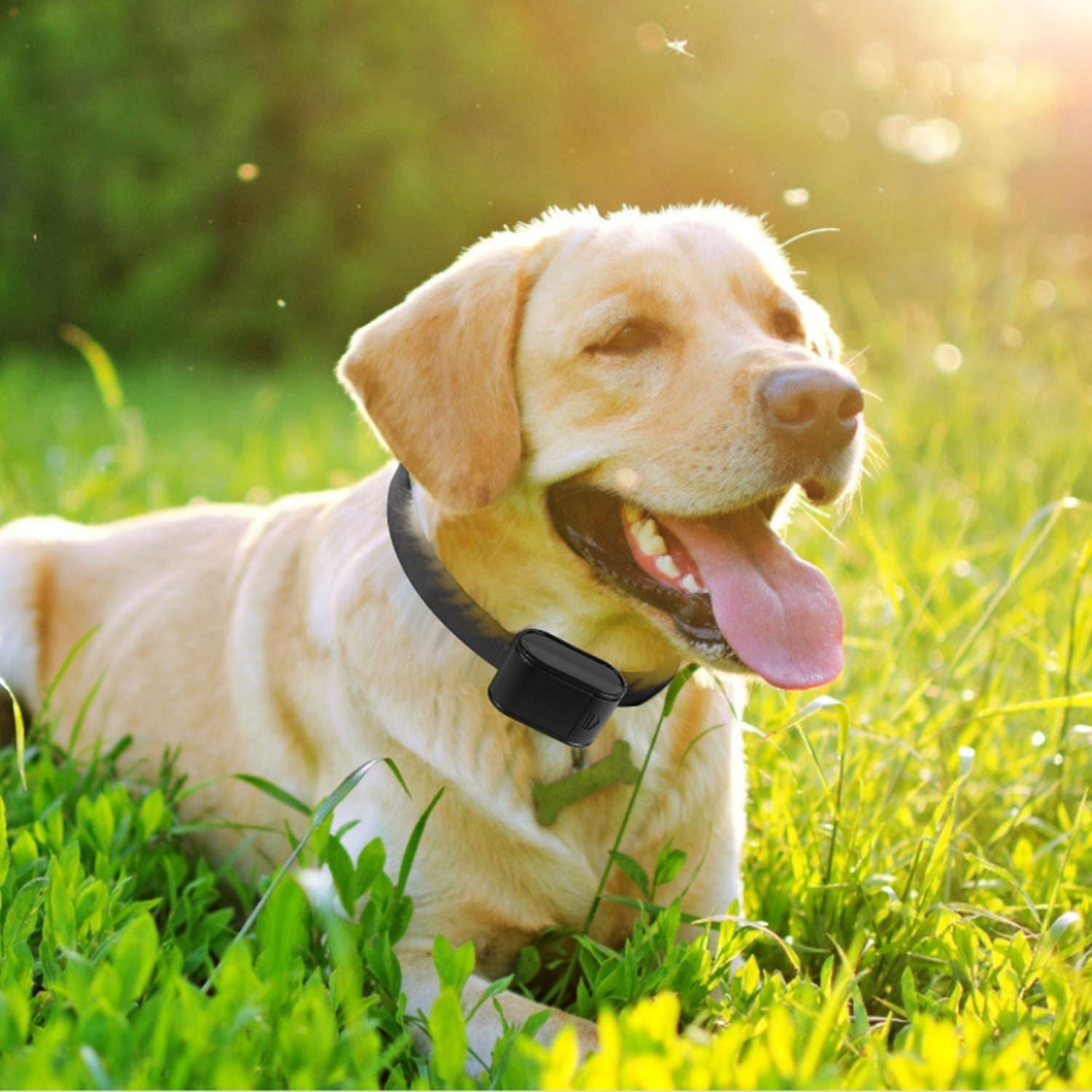 Electric Dog Fence System