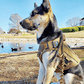 Bungee Dog Leash