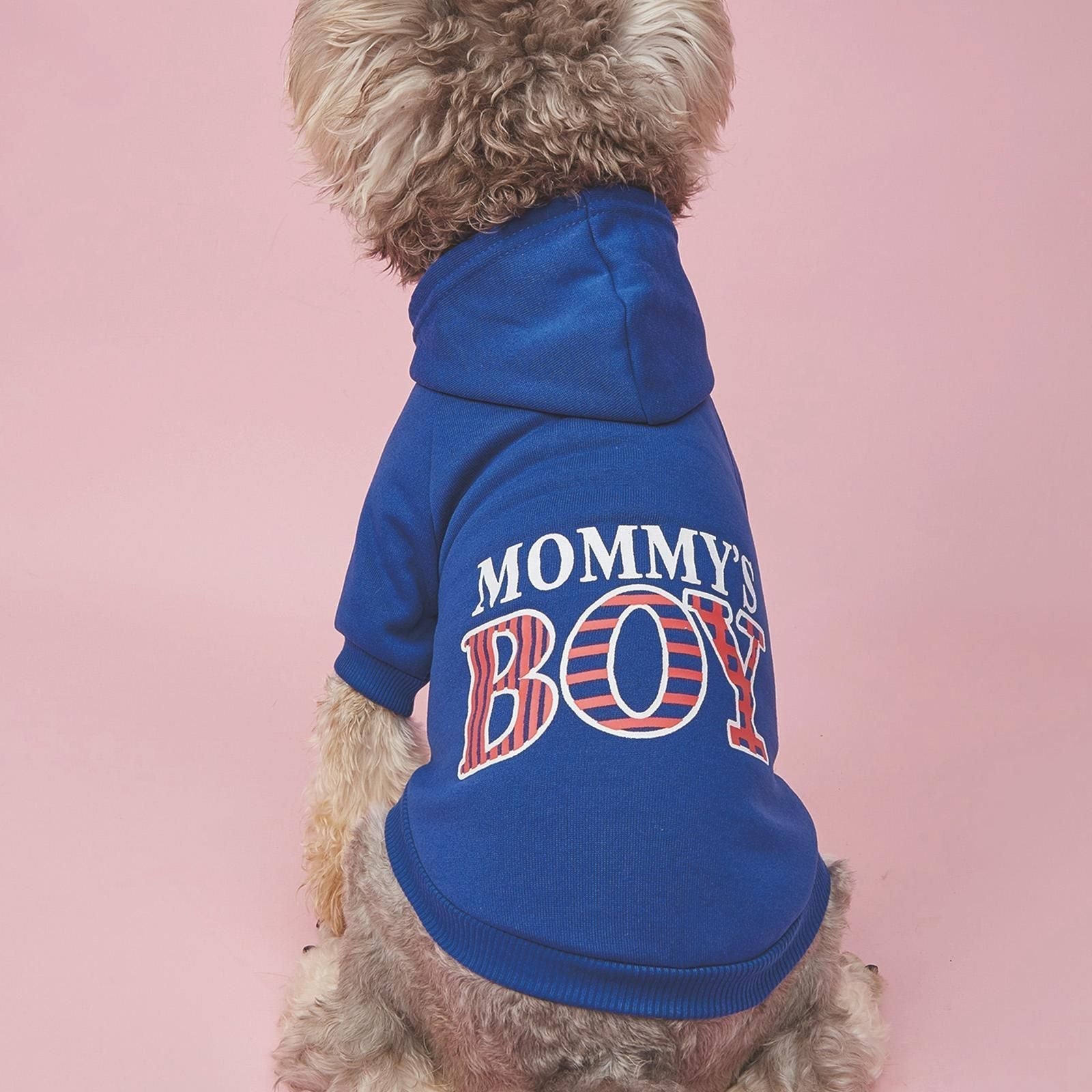 Blue dog hoodie for small dogs with "Mommy's Boy" print, showcasing snug fit and cozy hood. Pet Hoodie For Small