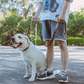 Bungee Dog Leash