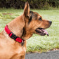 Dog wearing FeatherFit Mesh Comfort Collar, red, breathable and adjustable for pet comfort.