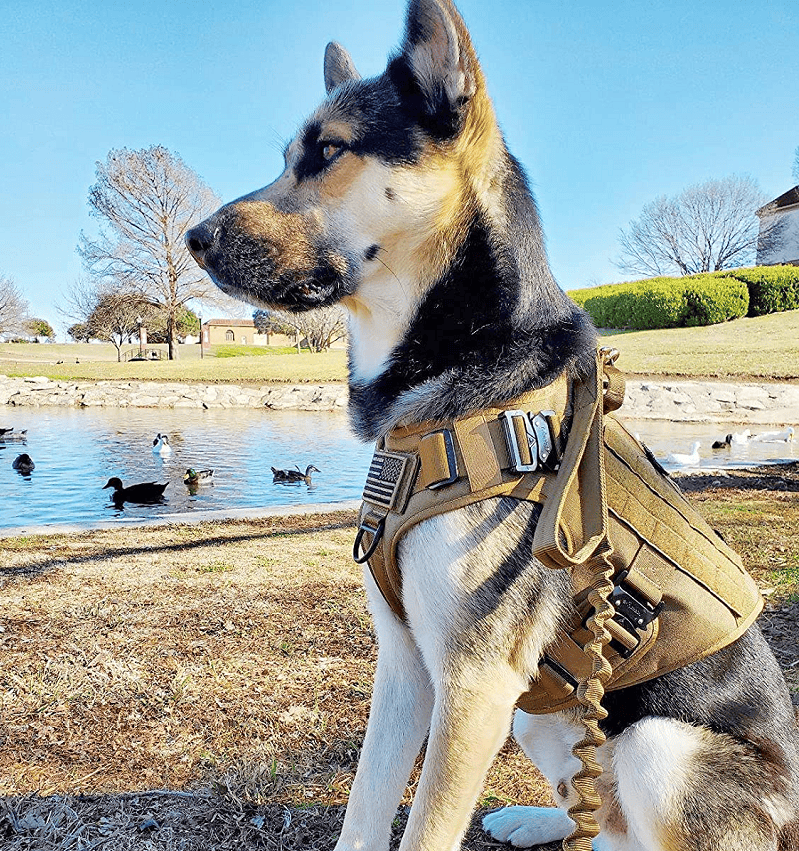 Bungee Dog Leash