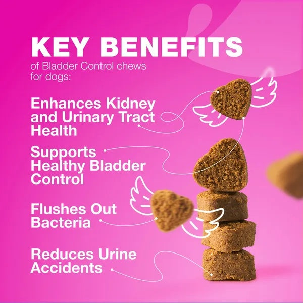 Dog UTI Treatment